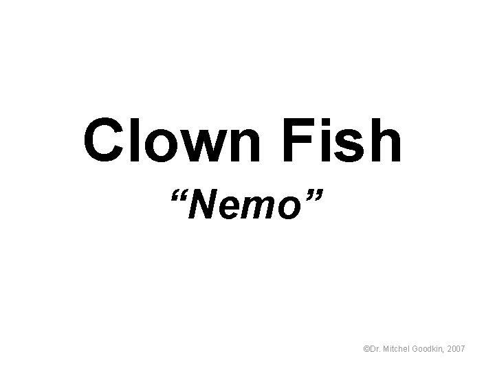 Clown Fish “Nemo” ©Dr. Mitchel Goodkin, 2007 