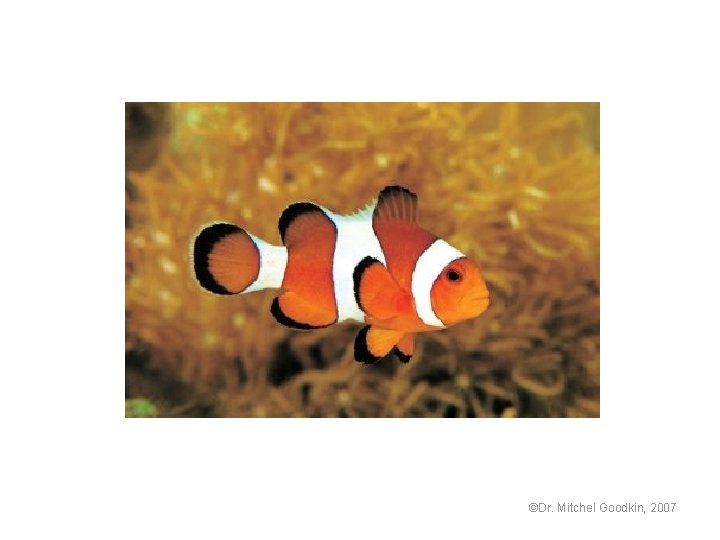 ©Dr. Mitchel Goodkin, 2007 
