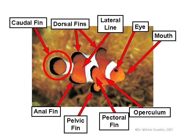 Caudal Fin Dorsal Fins Lateral Line Eye Mouth Anal Fin Pelvic Fin Pectoral Fin