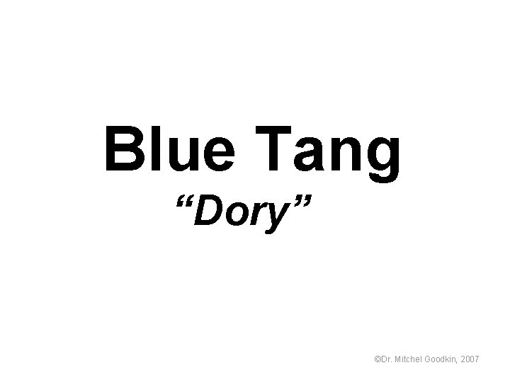 Blue Tang “Dory” ©Dr. Mitchel Goodkin, 2007 