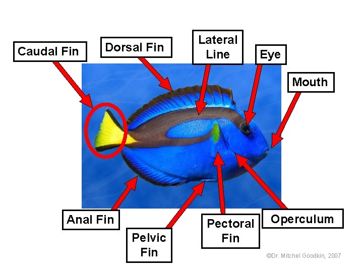 Caudal Fin Dorsal Fin Lateral Line Eye Mouth Anal Fin Pelvic Fin Pectoral Fin