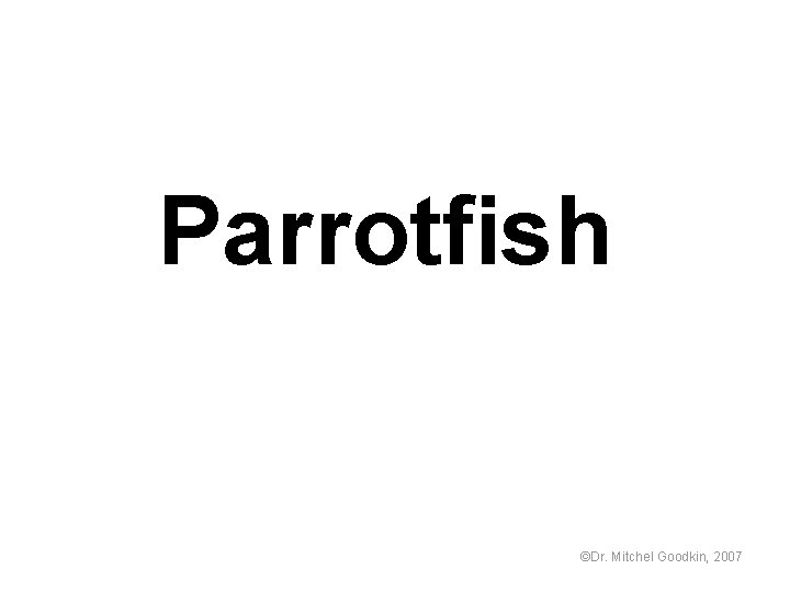 Parrotfish ©Dr. Mitchel Goodkin, 2007 