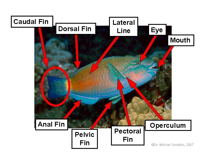 Caudal Fin Dorsal Fin Lateral Line Eye Mouth Anal Fin Pelvic Fin Pectoral Fin
