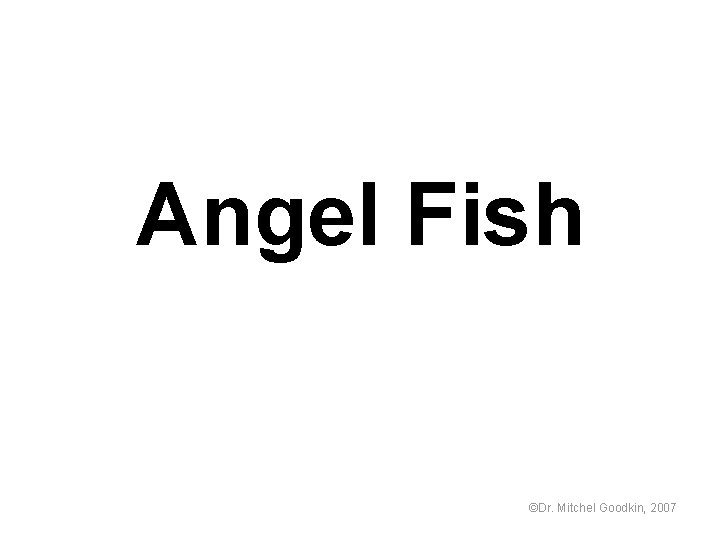 Angel Fish ©Dr. Mitchel Goodkin, 2007 