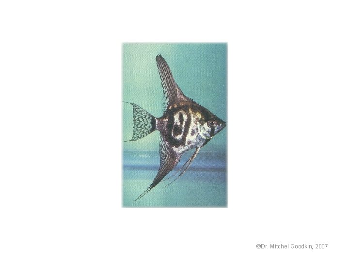©Dr. Mitchel Goodkin, 2007 