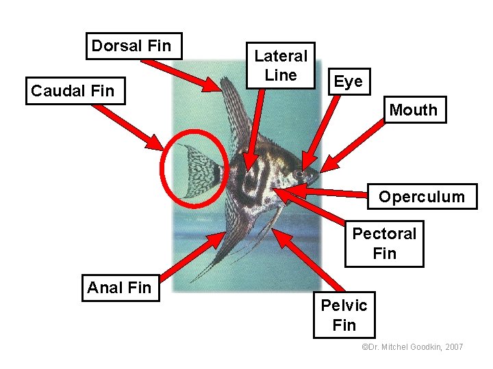 Dorsal Fin Caudal Fin Lateral Line Eye Mouth Operculum Pectoral Fin Anal Fin Pelvic