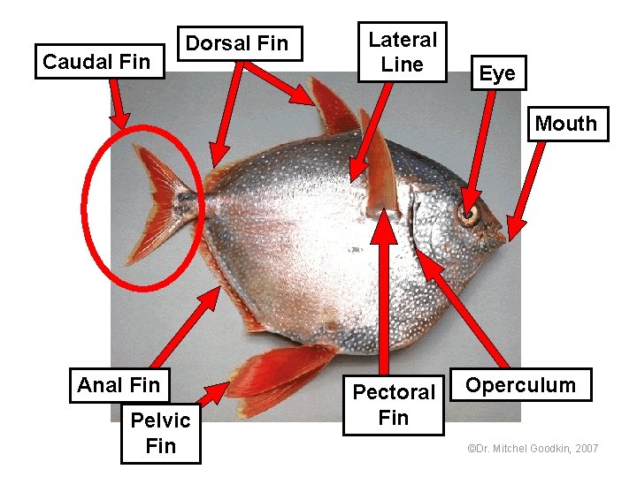 Caudal Fin Dorsal Fin Lateral Line Eye Mouth Anal Fin Pelvic Fin Pectoral Fin