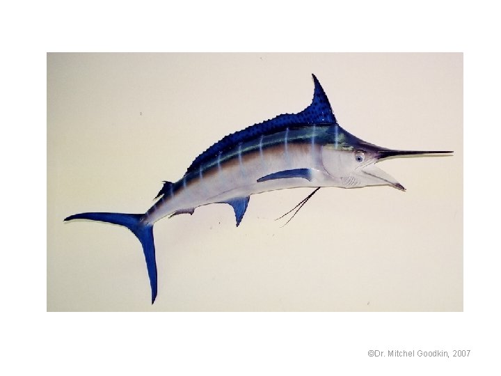 ©Dr. Mitchel Goodkin, 2007 