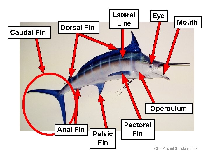 Caudal Fin Dorsal Fin Lateral Line Eye Mouth Operculum Anal Fin Pelvic Fin Pectoral