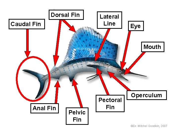 Dorsal Fin Caudal Fin Lateral Line Eye Mouth Anal Fin Pelvic Fin Pectoral Fin