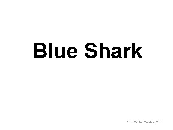 Blue Shark ©Dr. Mitchel Goodkin, 2007 