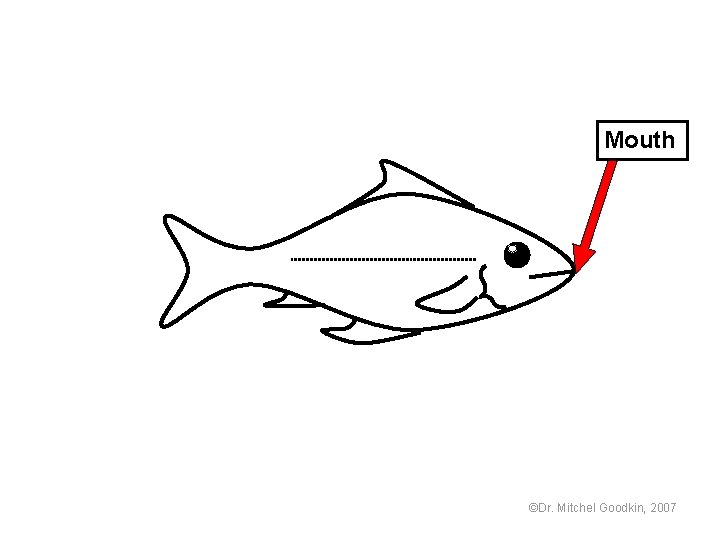 Mouth ©Dr. Mitchel Goodkin, 2007 