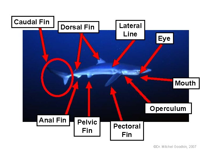 Caudal Fin Dorsal Fin Lateral Line Eye Mouth Operculum Anal Fin Pelvic Fin Pectoral