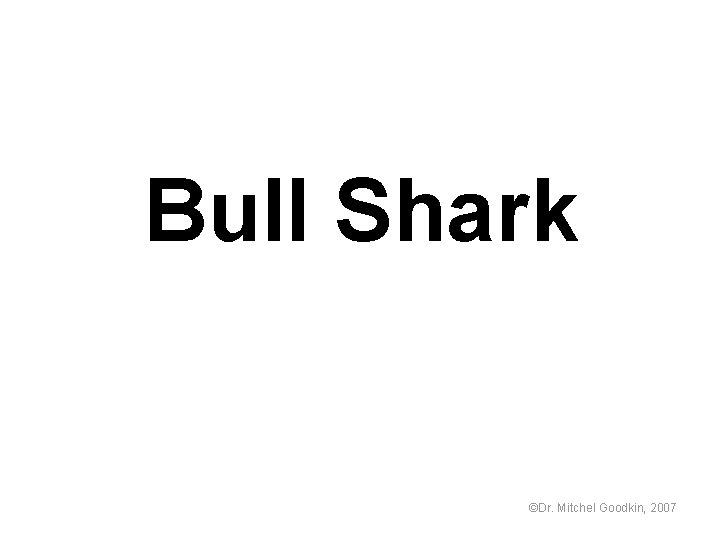 Bull Shark ©Dr. Mitchel Goodkin, 2007 