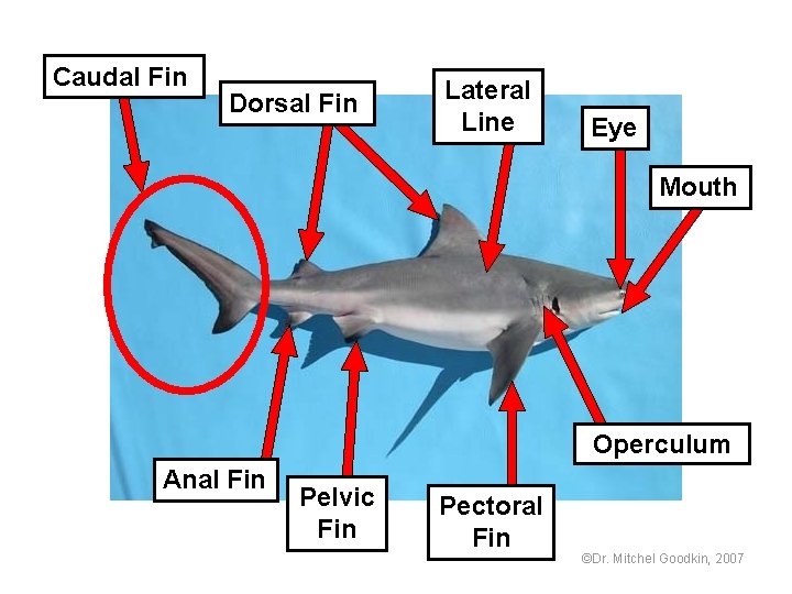 Caudal Fin Dorsal Fin Lateral Line Eye Mouth Operculum Anal Fin Pelvic Fin Pectoral