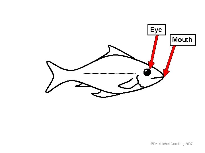 Eye Mouth ©Dr. Mitchel Goodkin, 2007 