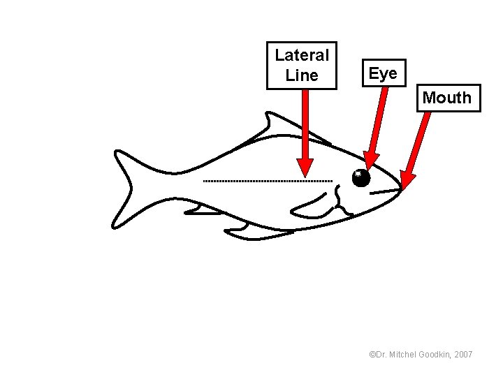 Lateral Line Eye Mouth ©Dr. Mitchel Goodkin, 2007 