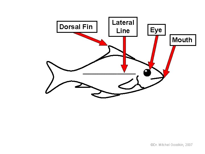 Dorsal Fin Lateral Line Eye Mouth ©Dr. Mitchel Goodkin, 2007 