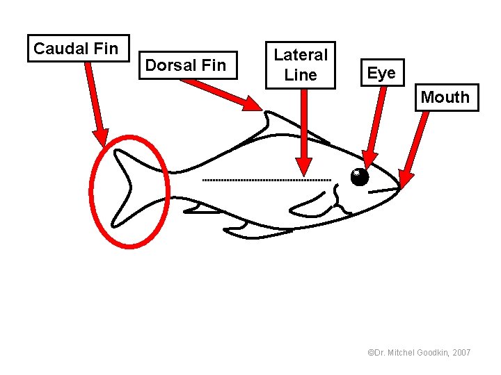 Caudal Fin Dorsal Fin Lateral Line Eye Mouth ©Dr. Mitchel Goodkin, 2007 