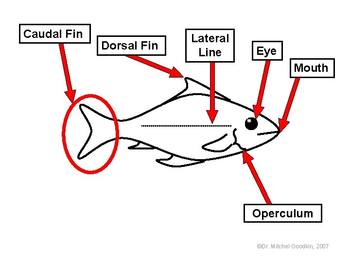 Caudal Fin Dorsal Fin Lateral Line Eye Mouth Operculum ©Dr. Mitchel Goodkin, 2007 