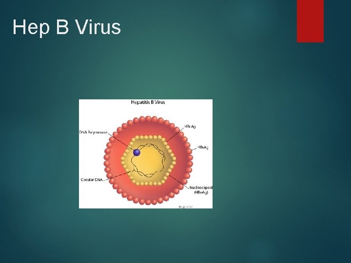 Hep B Virus 