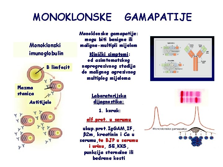 MONOKLONSKE Monoklonski imunoglobulin B limfocit Plazma stanica Antitijelo GAMAPATIJE Monoklonske gamapatije: mogu biti benigne