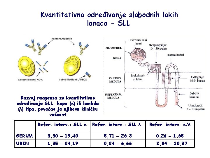 Kvantitativno određivanje slobodnih lakih lanaca - SLL Razvoj reagensa za kvantitativno određivanje SLL, kapa