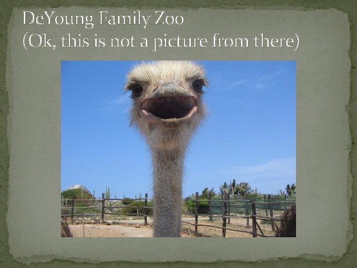 De. Young Family Zoo (Ok, this is not a picture from there) 