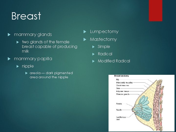 Breast mammary glands two glands of the female breast capable of producing milk mammary