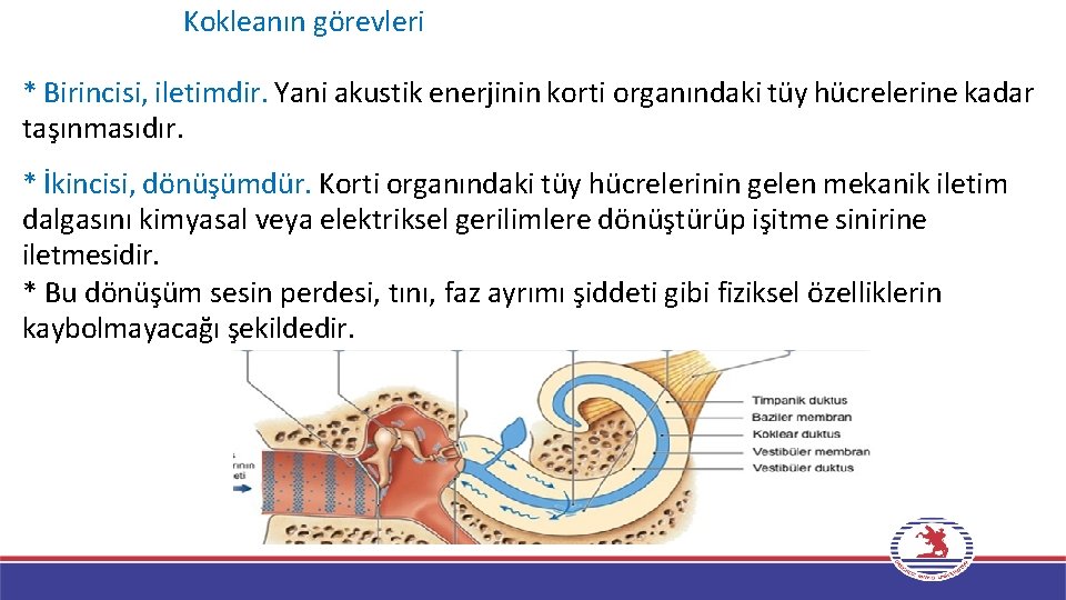 Kokleanın görevleri * Birincisi, iletimdir. Yani akustik enerjinin korti organındaki tüy hücrelerine kadar taşınmasıdır.