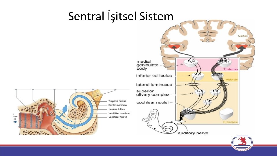 Sentral İşitsel Sistem 