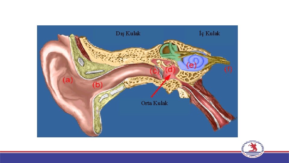 Dış Kulak İç Kulak Orta Kulak 