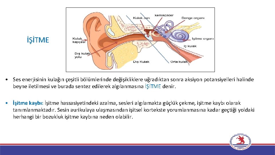 İŞİTME • Ses enerjisinin kulağın çeşitli bölümlerinde değişikliklere uğradıktan sonra aksiyon potansiyelleri halinde beyne