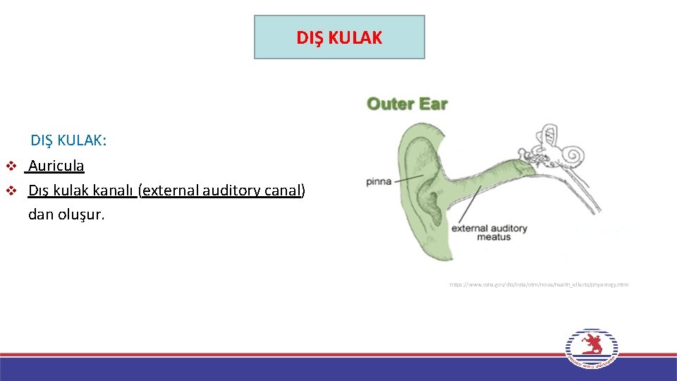 DIŞ KULAK: Auricula v Dış kulak kanalı (external auditory canal) dan oluşur. v https: