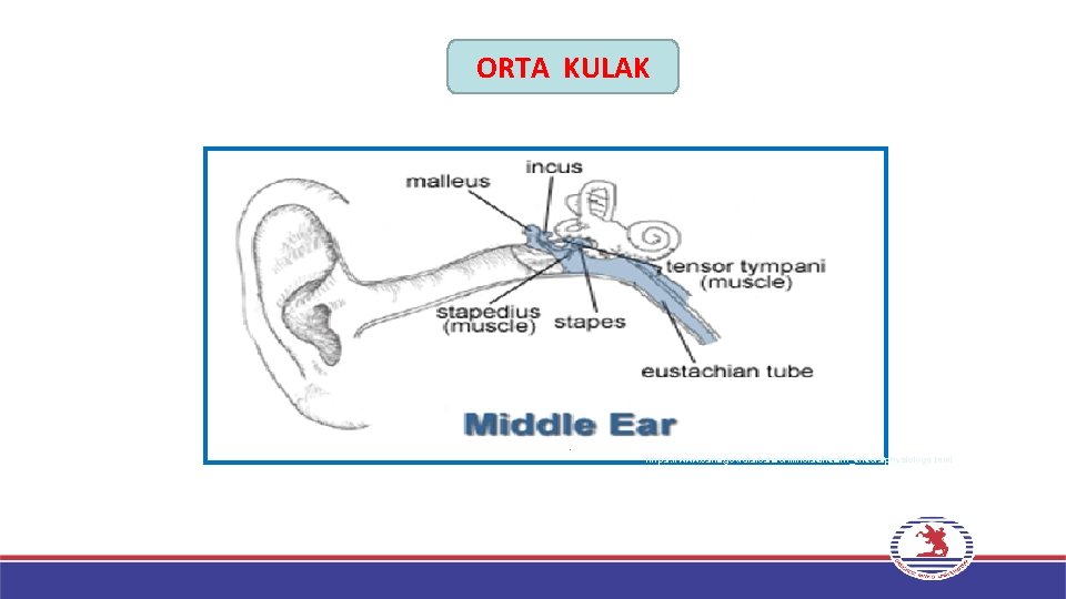 ORTA KULAK https : //www. osha. gov/dts/osta/otm/noise/health_effects/physiology. html 