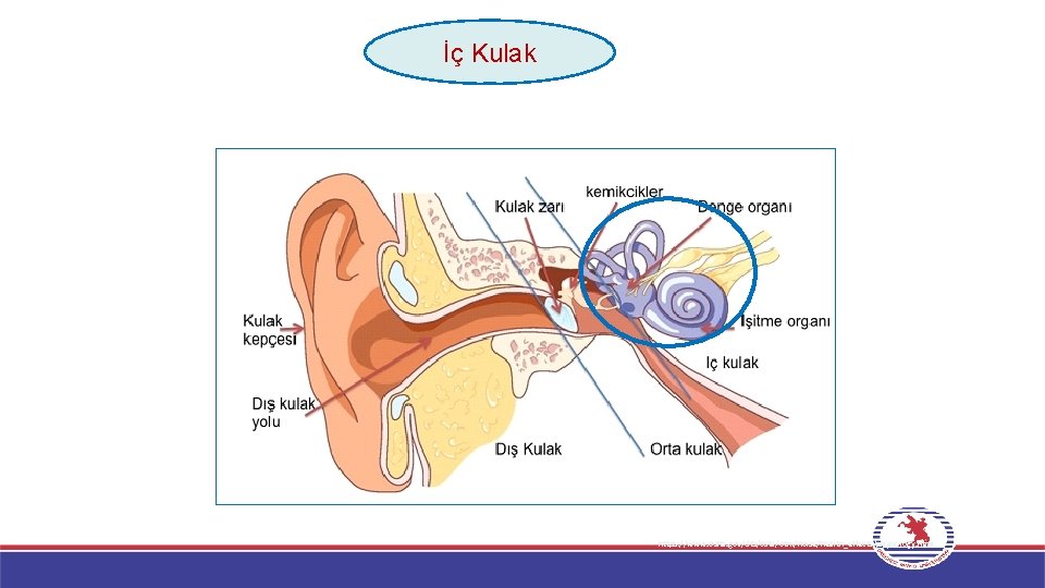 İç Kulak https: //www. osha. gov/dts/osta/otm/noise/health_effects/physiology. html 