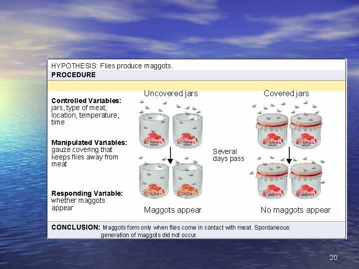 OBSERVATIONS: Flies land on maggots. meat that is left uncovered. Later, maggots appear on