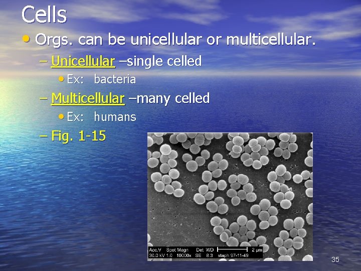 Cells • Orgs. can be unicellular or multicellular. – Unicellular –single celled • Ex: