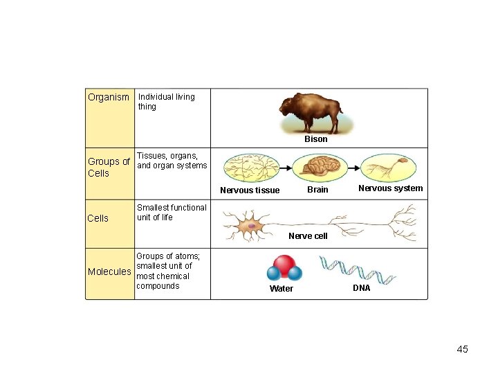 Organism Individual living thing Bison Tissues, organs, Groups of and organ systems Cells Brain