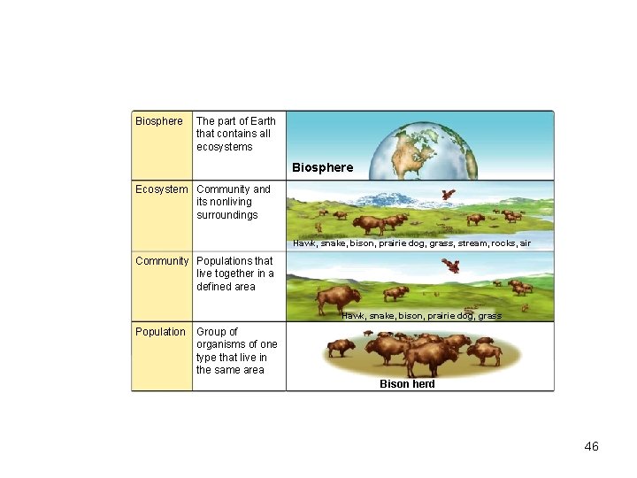 Biosphere The part of Earth that contains all ecosystems Biosphere Ecosystem Community and its