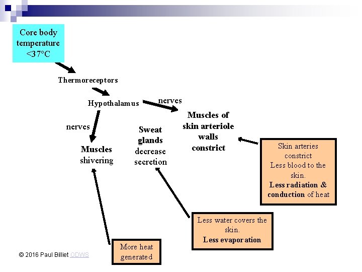 Core body temperature <37°C Thermoreceptors Hypothalamus nerves Muscles shivering © 2016 Paul Billiet ODWS
