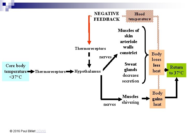 NEGATIVE FEEDBACK Thermoreceptors nerves Core body temperature <37°C Thermoreceptors Muscles of skin arteriole walls