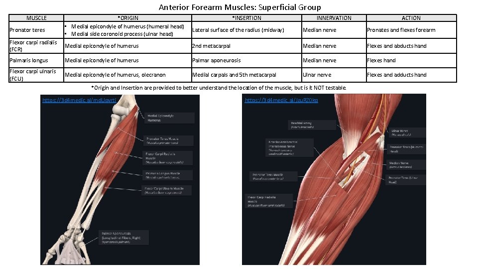 Anterior Forearm Muscles: Superficial Group MUSCLE Pronator teres *ORIGIN • Medial epicondyle of humerus