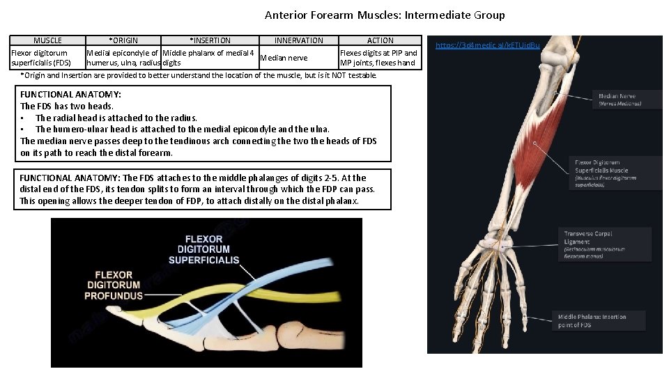 Anterior Forearm Muscles: Intermediate Group MUSCLE Flexor digitorum superficialis (FDS) *ORIGIN *INSERTION INNERVATION Medial