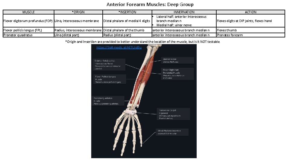 Anterior Forearm Muscles: Deep Group MUSCLE *ORIGIN *INSERTION INNERVATION • Lateral half: anterior interosseous