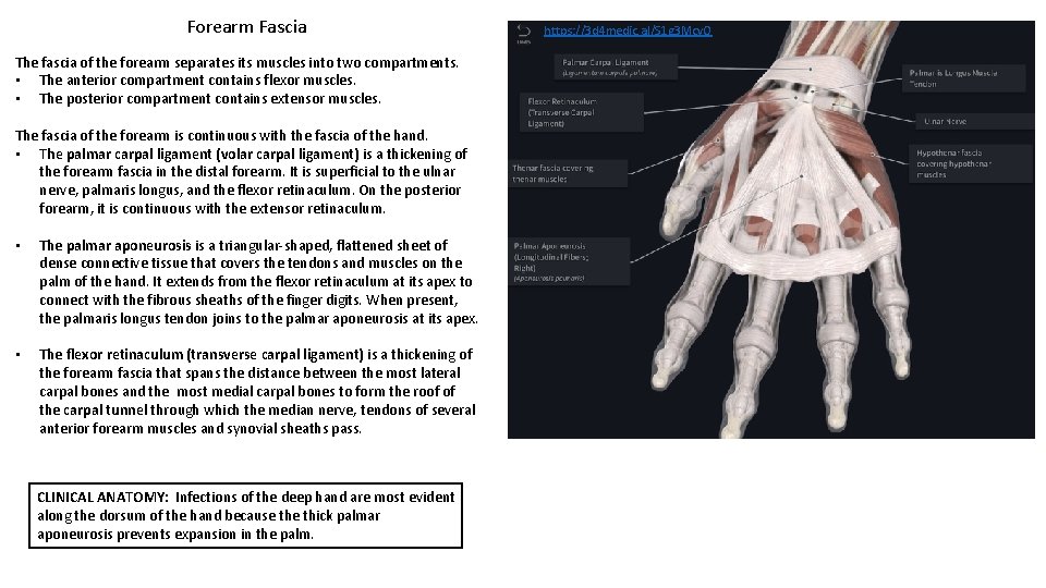 Forearm Fascia The fascia of the forearm separates its muscles into two compartments. •