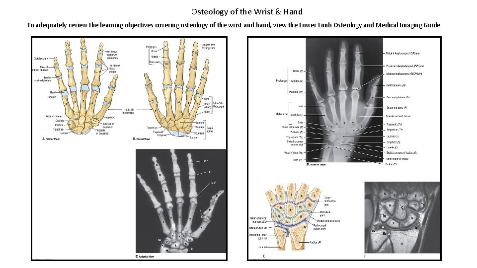 Osteology of the Wrist & Hand To adequately review the learning objectives covering osteology