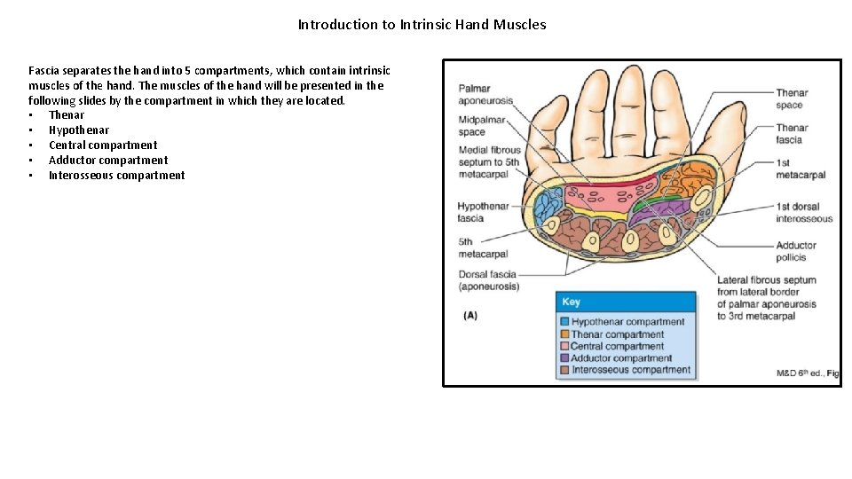 Introduction to Intrinsic Hand Muscles Fascia separates the hand into 5 compartments, which contain