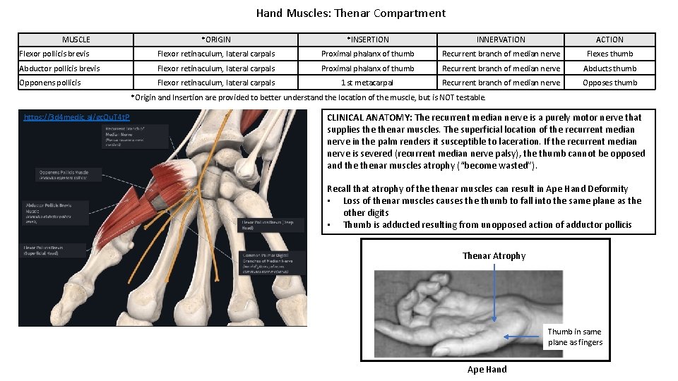 Hand Muscles: Thenar Compartment MUSCLE *ORIGIN *INSERTION INNERVATION ACTION Flexor pollicis brevis Flexor retinaculum,