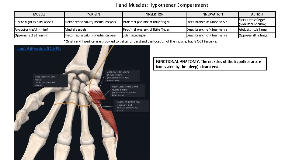 Hand Muscles: Hypothenar Compartment MUSCLE *ORIGIN *INSERTION INNERVATION Flexor digiti minimi brevis Flexor retinaculum,